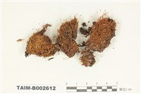 藏品(石毛苔屬)的圖片